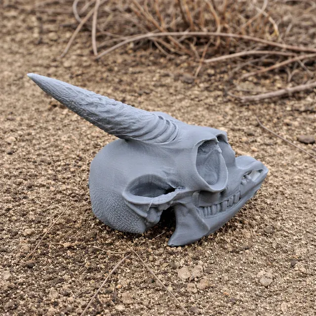 Dik-dik Skull