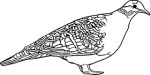 Bronze Wing Dove