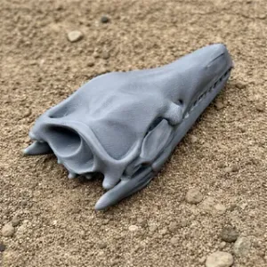 Arcusaurus Skull