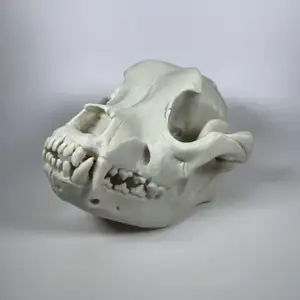 American Bulldog Cranium and Mandible