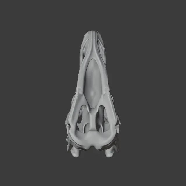 Batyrosaurus Skull — Фото 7 из 7