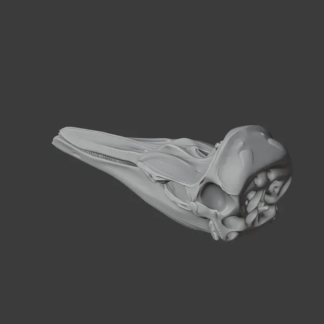 Dall's Porpoise Skull — Фото 4 из 8