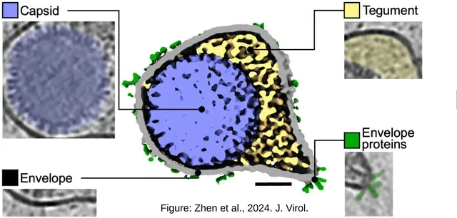 Epstein Barr Virus Cyro-Electron Micrograph — Image 2 of 4