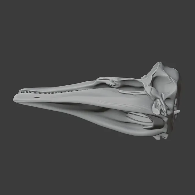 Dall's Porpoise Skull — Фото 5 из 8