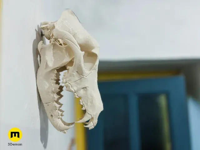 Wolf Skull (Canis Lupus) — Фото 10 из 19