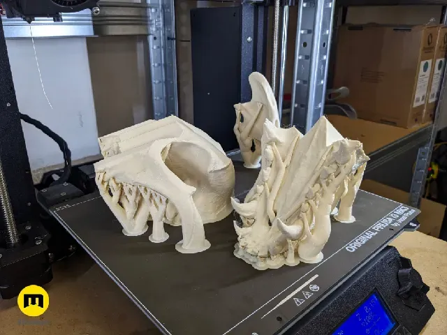 Wolf Skull (Canis Lupus) — Фото 3 из 19