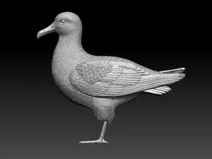 seagull