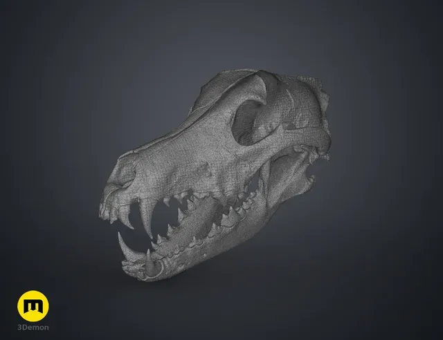 Wolf Skull (Canis Lupus) — Фото 19 из 19