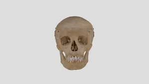Human skull B3R7