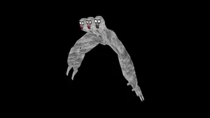 SPIDER TIMMY