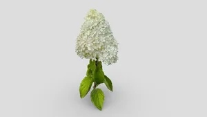 White flowers (1)