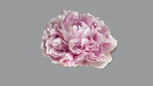 Peony