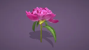 Pink Peony