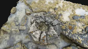 Lava tree cast at Takapuna 3