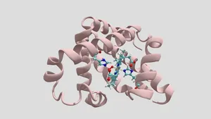 Myoglobin