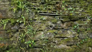 Overgrown Wall Scan