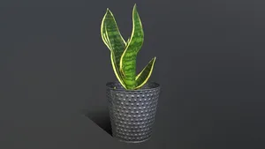 Sansevieria