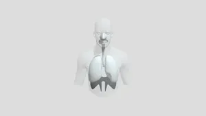 Any Conv Com Human Respiratory System Review