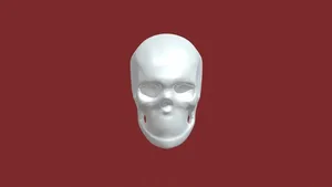homework3 human skull