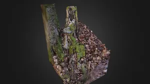 tree stump / baumstumpf