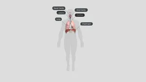 Respiratory System