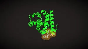 Alpha Hairpin of Myoglobin
