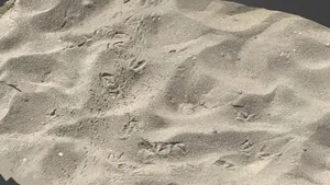 Bird footprints in the sand