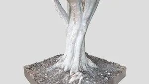 Japanese Maple trunk