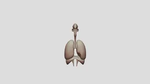 any-conv-com-human-respiratory-system-review