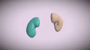 CTA Cardio Segmentations -- Kidney Pair