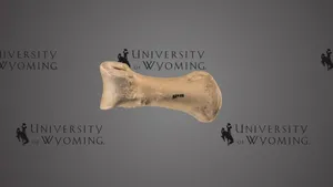 UW 88988, Large Ostrich Toe Bone