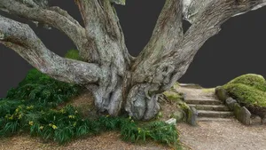 Pohutukawa tree at Takapuna beach
