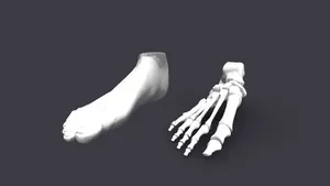 Foot Skeleton&Skin