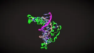 Zinc Finger - DNA Specific Binding