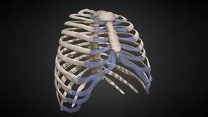 Human Thorax