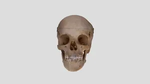 Human skull NC1K