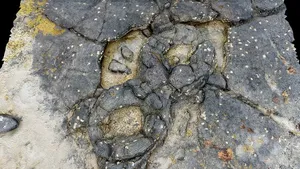 Lava tree casts at Takapuna