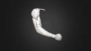 Arm Musculature