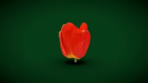 Red Tulip