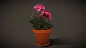 Pelargonium