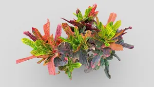 Day 193: Codiaeum variegatum - 1scanaday
