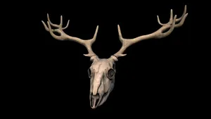 Deer Skull