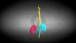 CTA cardio segmentation
