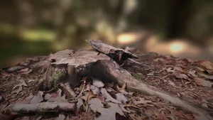 Tree Stump with roots, ground, and fall leaves