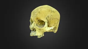 Skull Model photoscan
