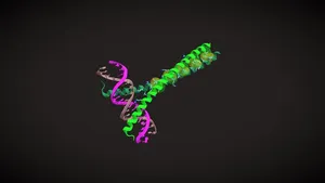 DNA - Protein Complex, Leucine Zipper