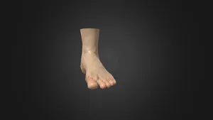 Foot - Blender sculpt