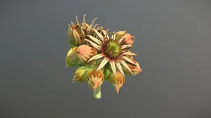 Sempervivum flower