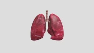 Respiratory System