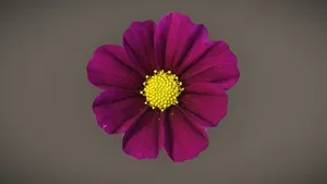 Cosmos Flower